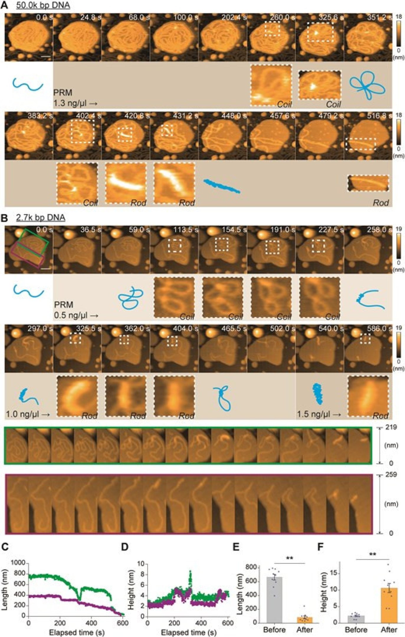 Imagens de condensação de DNA em espermatozoides, realizadas por meio de microscopia de força atômica de alta velocidade (HS-AFM)