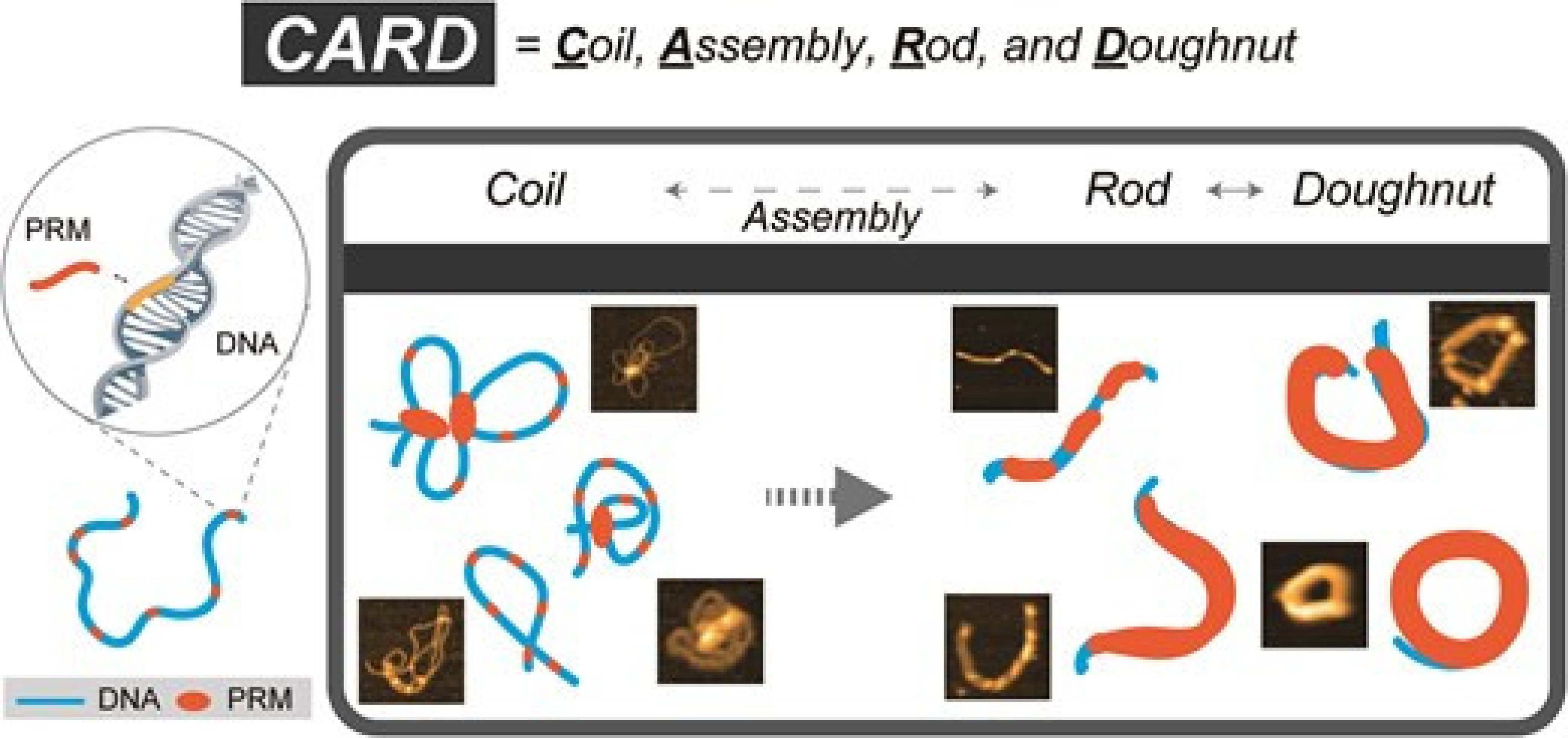 Imagens de condensação de DNA em espermatozoides, realizadas por meio de microscopia de força atômica de alta velocidade (HS-AFM)
