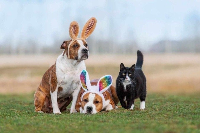 As brincadeiras divertem e estimulam os pets durante a Páscoa (Imagem: Rita_Kochmarjova | Shutterstock) - (crédito: EdiCase) As brincadeiras divertem e estimulam os pets durante a Páscoa (Imagem: Rita_Kochmarjova | Shutterstock) - (crédito: EdiCase)