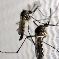 Calor acelera ciclo de desenvolvimento do mosquito, transmissor de doenças como dengue, zika e chikungunya -  (crédito: Agência Brasil)
