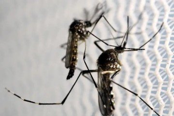 Calor acelera ciclo de desenvolvimento do mosquito, transmissor de doenças como dengue, zika e chikungunya -  (crédito: Agência Brasil)