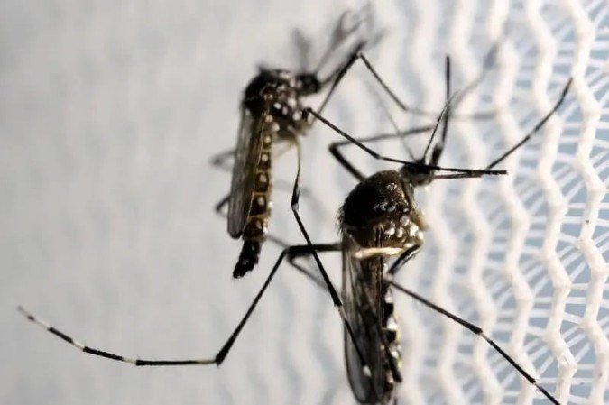 Calor acelera ciclo de desenvolvimento do mosquito, transmissor de doenças como dengue, zika e chikungunya - (crédito: Agência Brasil) Calor acelera ciclo de desenvolvimento do mosquito, transmissor de doenças como dengue, zika e chikungunya - (crédito: Agência Brasil)