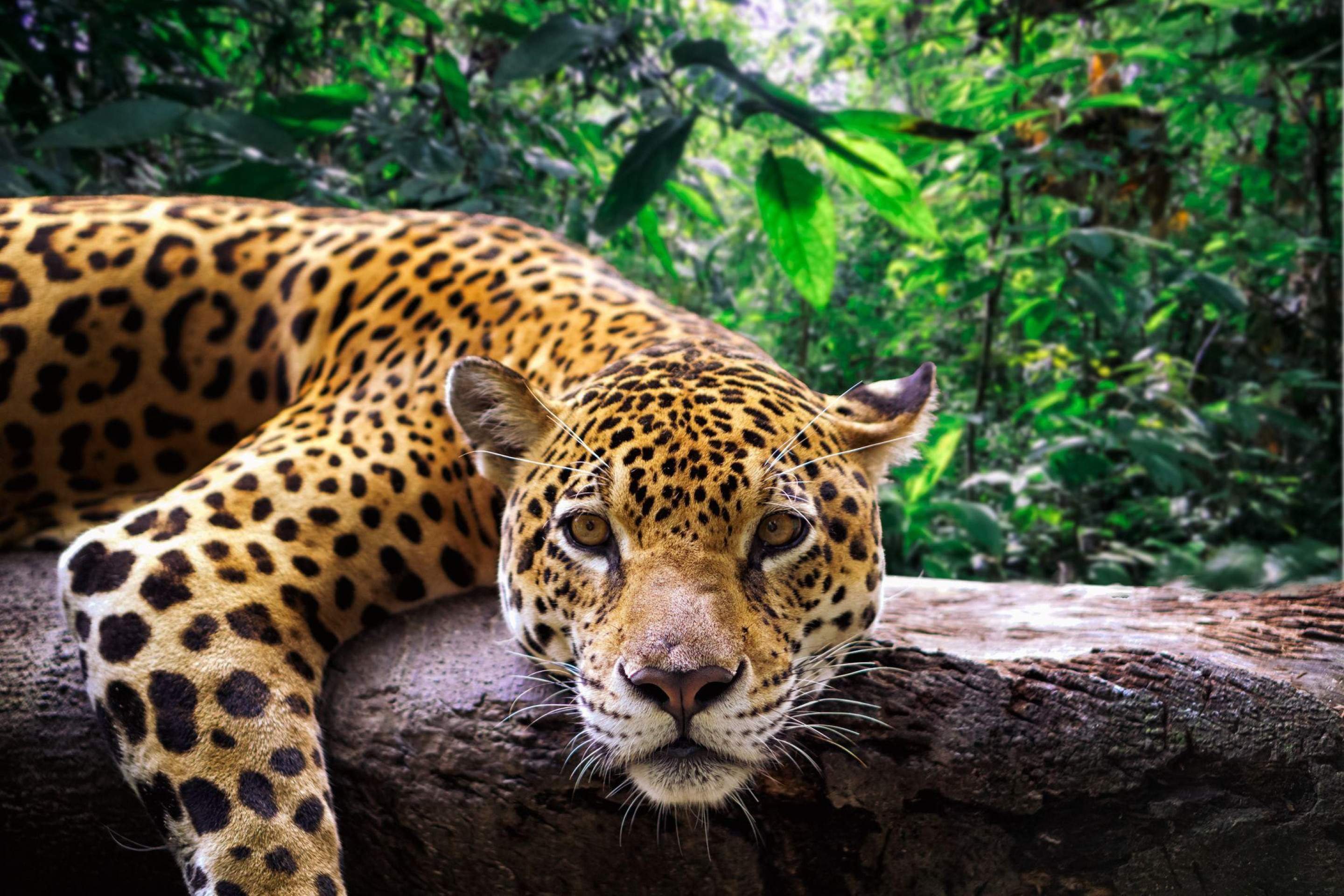 Código Florestal brasileiro determina que toda fazenda deve manter área com cobertura de vegetação nativa em diferentes proporções, a depender na região: na Amazônia, este porcentual é de 80%; no Cerrado, 35%. Mas um levantamento feito pela organização Global Witness detectou que, entre 2014 e 2023, a derrubada de vegetação aconteceu sem as autorizações legais devidas. -  (crédito: BBC)