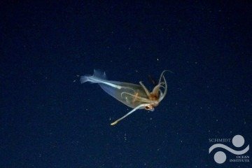 A lula-de-vidro-glacial nadava no Mar de Bellingshausen, próximo à Antártida -  (crédito: Schmidt Ocean Institute)