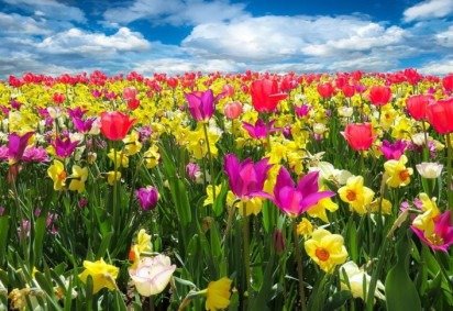 As flores trazem mensagem de paz e afeto. E atraem pela beleza e pelo perfume. Em todo o mundo, já foram catalogadas quase 370 mil espécies de plantas que dão flores. Mas todo cuidado é necessário para preservá-las.  -  (crédito: Gerhard por Pixabay )