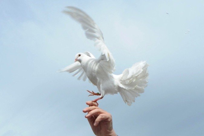 O Papa Francisco solta uma pomba branca diante dos peregrinos após sua audiência geral semanal na Praça de São Pedro, no Vaticano, em 15 de maio de 2013      