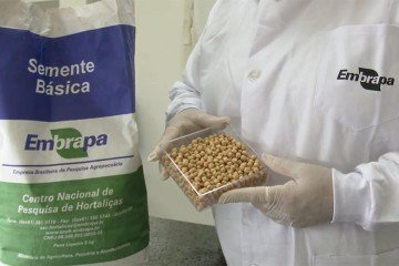 Grão-de-bico BRS Aleppo é a primeira cultivar brasileira a participar de experimento espacial