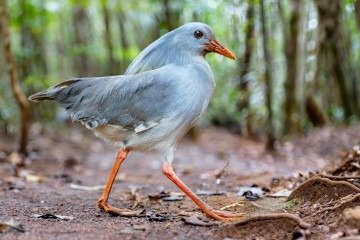 O tamanho de um kagu é, em média, de cerca de 50 a 55 centímetros de altura, sendo comparável ao tamanho de uma galinha doméstica -  (crédito: Wikimedia )