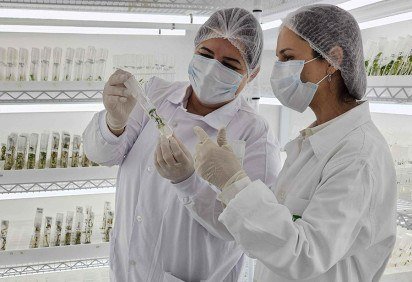 Pesquisadoras analisam mudas da batata-doce BRS Anembé, próximo material a ser analisado no espaço, após o grão-de-bico