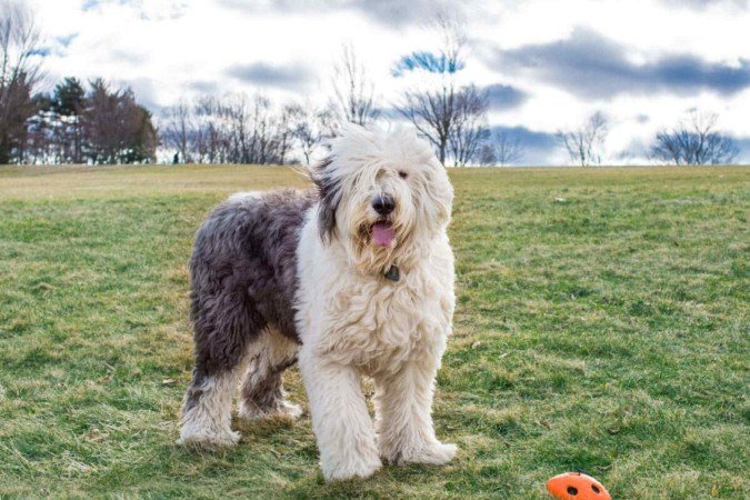 O old english sheepdog é uma raça protetora e brincalhona (Imagem: DesignTop | Shutterstock) - (crédito: EdiCase) O old english sheepdog é uma raça protetora e brincalhona (Imagem: DesignTop | Shutterstock) - (crédito: EdiCase)