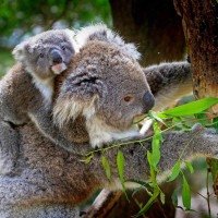 Os coalas estão na lista vermelha da União Internacional para a Conservação da Natureza (IUCN) como vulneráveis à extinção -  (crédito: Pixabay/Reprodução)