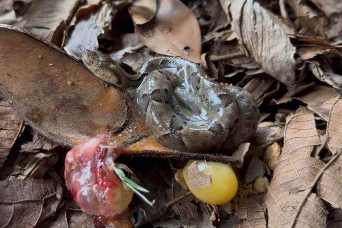 , o Zoológico de Brasília presenciou o nascimento de 12 filhotes de jararaca-caiçaca (Bothrops moojeni). - (crédito: Divulgação / Zoológico de Brasília) , o Zoológico de Brasília presenciou o nascimento de 12 filhotes de jararaca-caiçaca (Bothrops moojeni). - (crédito: Divulgação / Zoológico de Brasília)