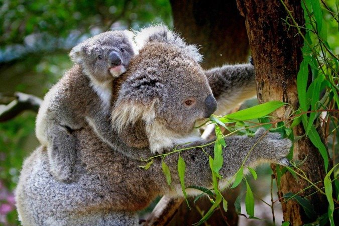 Snipers matam centenas de coalas a tiros na Austrália Snipers matam centenas de coalas a tiros na Austrália