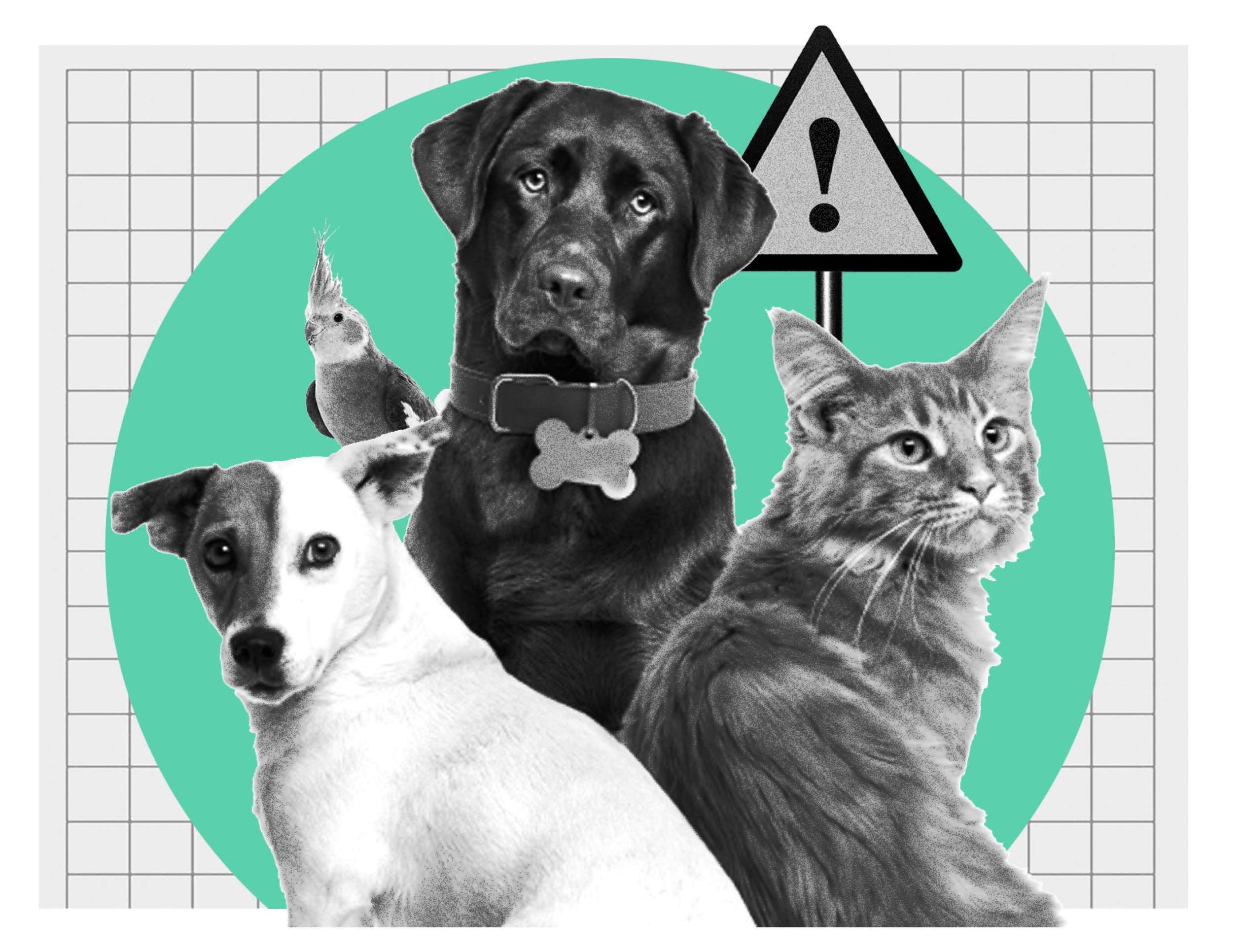 Conheça as garantias dos bichos e deveres dos pet shops