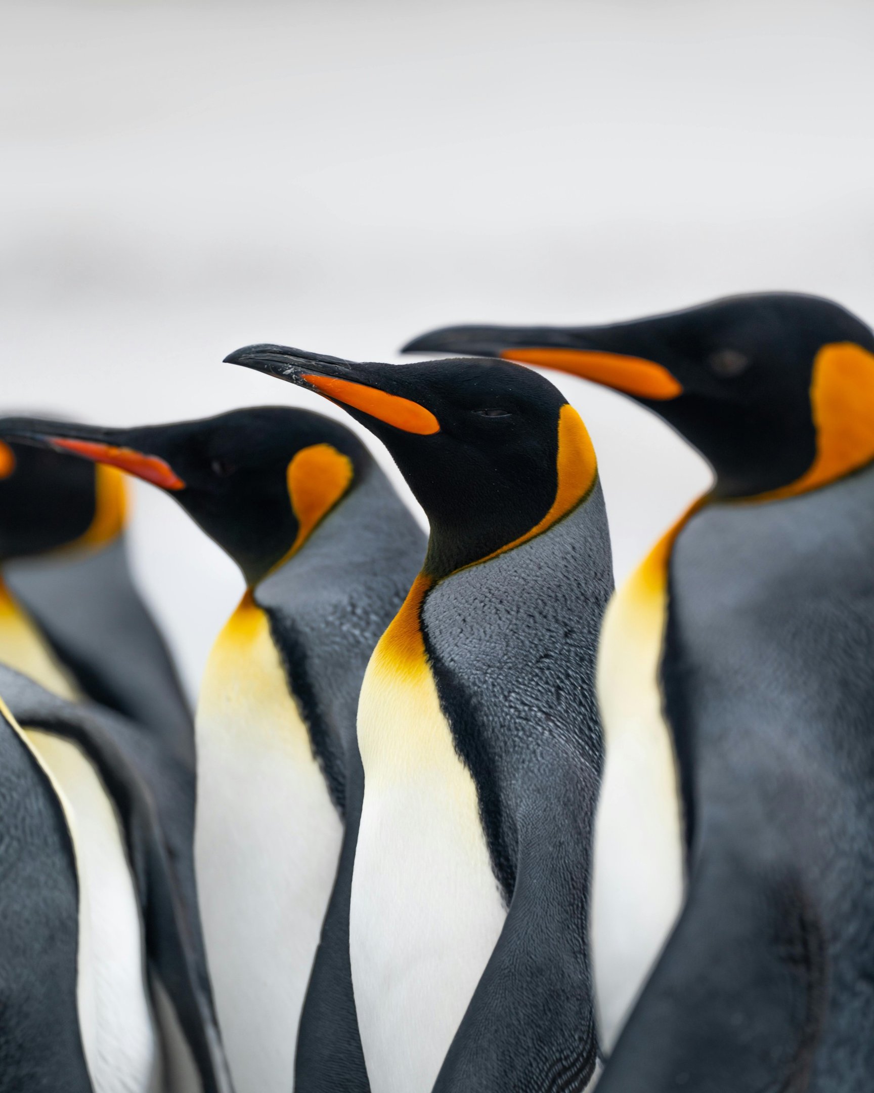Pinguim causa queda de helicóptero na África do Sul Pinguim causa queda de helicóptero na África do Sul