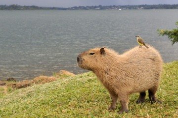 Capivara com bem-te-vi nas costas  -  (crédito:  Minervino Júnior/CB)