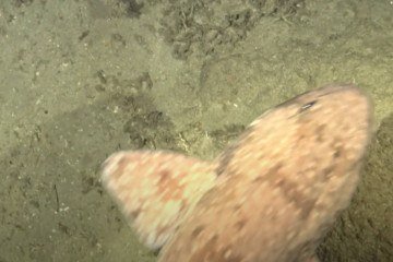 Tubarão-pintado (cphaloscyllium pictum) foi visto no oceano na costa do Timor-Leste, sudeste asiático -  (crédito: Reprodução/YouTube)