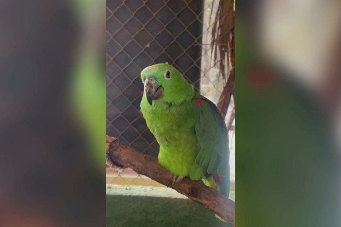 Apesar da liberdade, o Ibama continuará oferecendo suporte nutricional estratégico, com pontos de alimentação para auxiliar na adaptação gradual dos animais - (crédito: Divulgação/Ibama) Apesar da liberdade, o Ibama continuará oferecendo suporte nutricional estratégico, com pontos de alimentação para auxiliar na adaptação gradual dos animais - (crédito: Divulgação/Ibama)