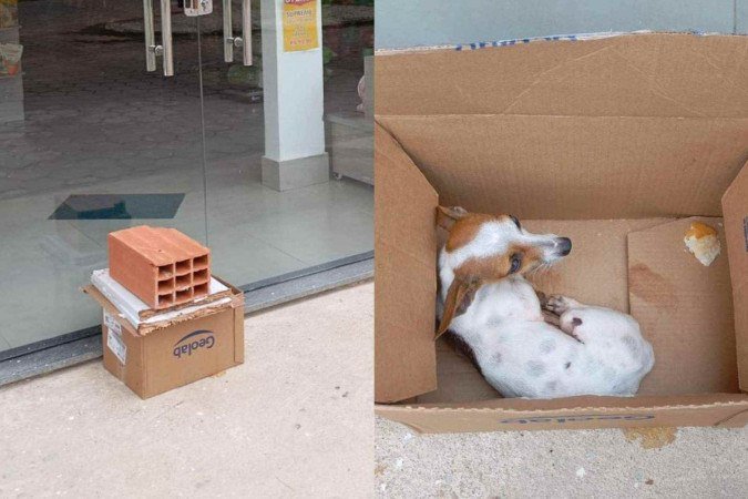Cachorro foi abandonado em uma caixa de papelão, tampada com tábua e tijolo, sem que pudesse sair - (crédito: Divulgação/PMMAmb) Cachorro foi abandonado em uma caixa de papelão, tampada com tábua e tijolo, sem que pudesse sair - (crédito: Divulgação/PMMAmb)