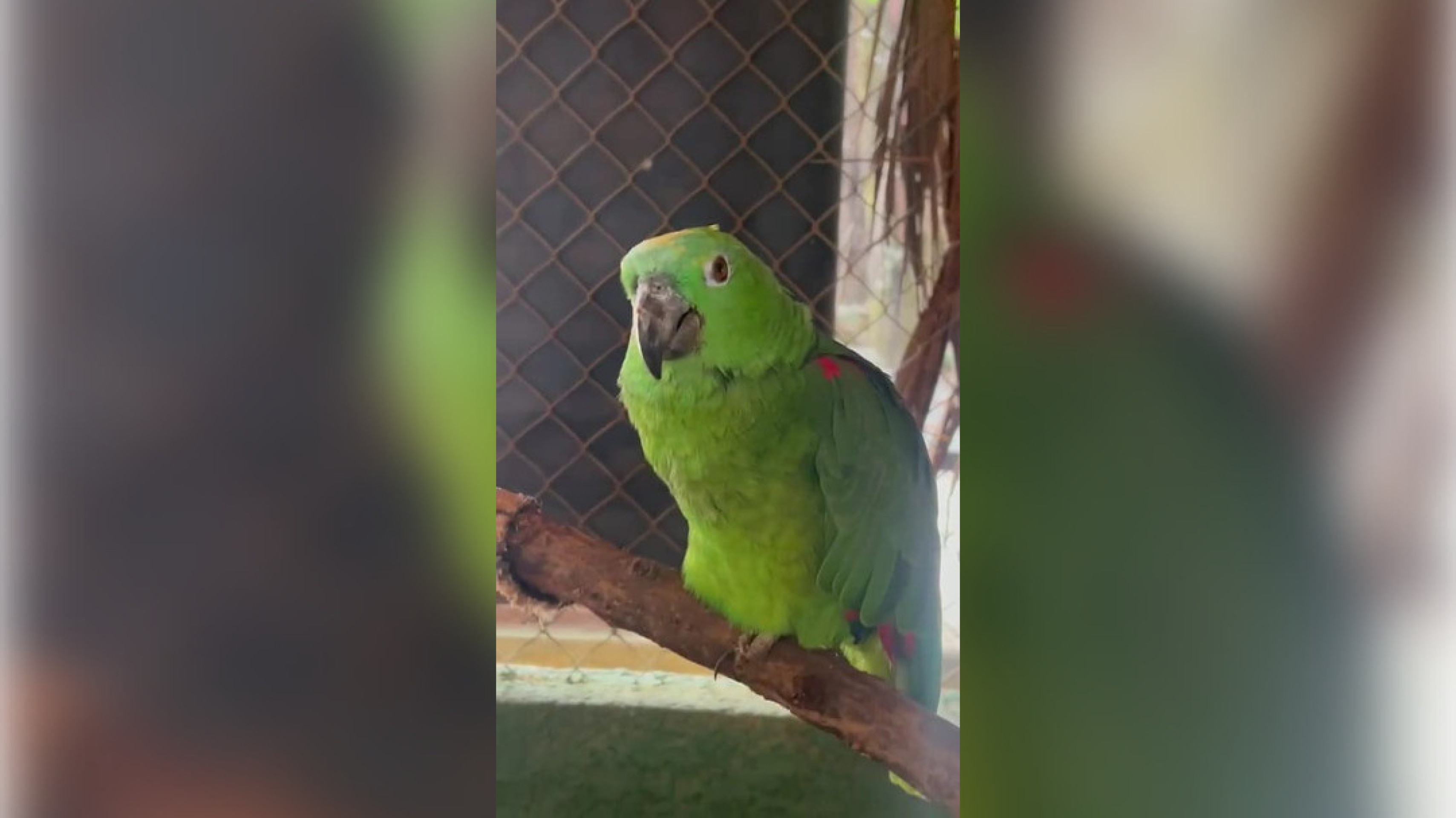 Vídeo: Ibama realiza soltura de papagaios na Chapada Imperial Vídeo: Ibama realiza soltura de papagaios na Chapada Imperial