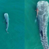 Tubarão-baleia é registrado em Ilhabela, em SP -  (crédito: Reprodução/Instagram)