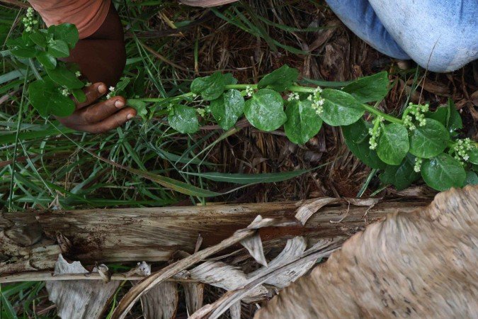 Exemplar de baunilha-do-cerrado, cultivada por Flávio Cerratense
      