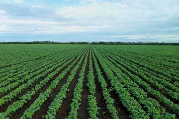 O principal setor que contribuiu para a alta do PBI foi a agropecuária, que apresentou um avanço de 12,2% -  (crédito:  Imagem de jestermaroc por Pixabay)