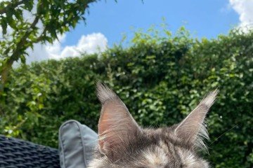 A raça teve sua origem no estado americano do Maine 