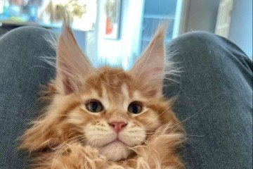 Por terem pelos longos, é essencial escová-los todos os dias 