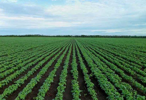 O principal setor que contribuiu para a alta do PBI foi a agropecuária, que apresentou um avanço de 12,2% -  (crédito:  Imagem de jestermaroc por Pixabay)