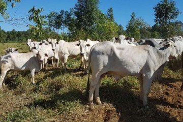A ação é obrigatória aos criadores de animais de produção e sujeita à multa caso não feito até a data limite -  (crédito: Agência Brasília)
