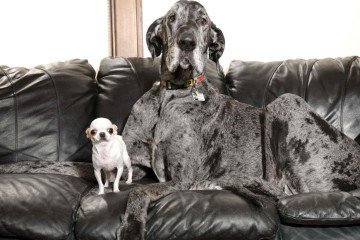 O gigante Reggie e a pequena Pearl  -  (crédito: Divulgação / Guinness World Records)