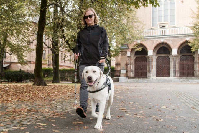 Os cães-guia precisam estar em plenas condições físicas e mentais para desempenhar sua função com segurança e eficiência (Imagem: 24K-Production | Shutterstock) - (crédito: EdiCase) Os cães-guia precisam estar em plenas condições físicas e mentais para desempenhar sua função com segurança e eficiência (Imagem: 24K-Production | Shutterstock) - (crédito: EdiCase)