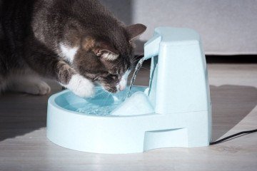 As fontes e bebedouros estimulam os gatos a consumirem mais água (Imagem: Kulkova Daria | Shutterstock)  -  (crédito: EdiCase)