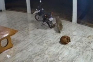 Imagens capturadas por câmera de segurança mostram momento em que onça se prepara para atacar cachorro, em casa no Mato Grosso
 -  (crédito: Reprodução/Redes sociais)