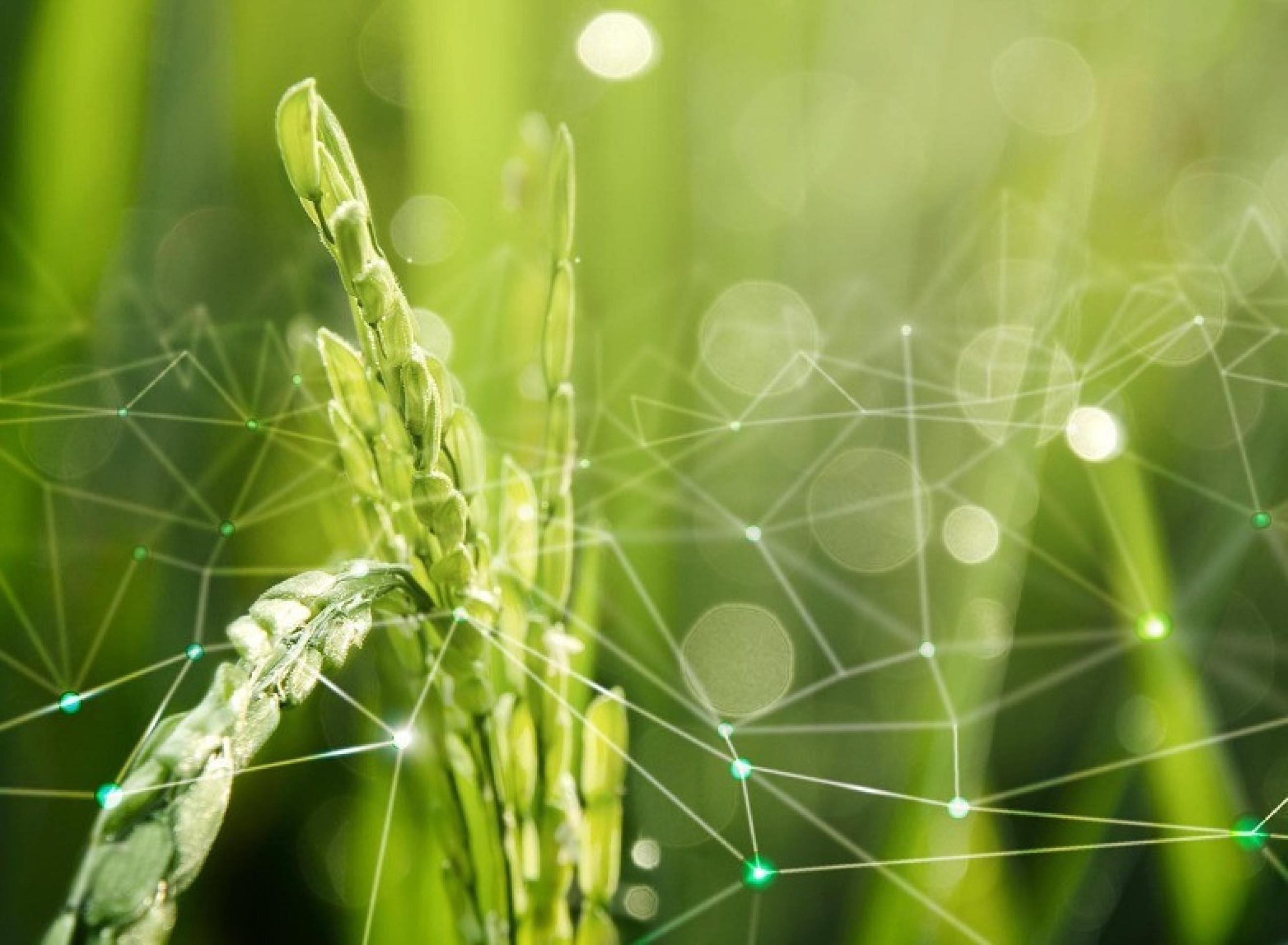 COP30: Brasília busca soluções para o agro em tempos de crise climática