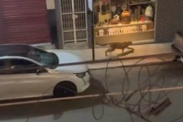 Onça caminha em avenida comercial do município de Iconha, no Espírito Santo -  (crédito: Reprodução/redes sociais)
