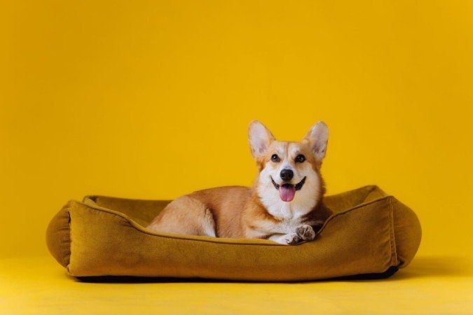 A cama é fundamental para que o cachorro tenha um sono reparador e mais conforto no dia a dia (Imagem: BONDART PHOTOGRAPHY | Shutterstock) - (crédito: EdiCase) A cama é fundamental para que o cachorro tenha um sono reparador e mais conforto no dia a dia (Imagem: BONDART PHOTOGRAPHY | Shutterstock) - (crédito: EdiCase)