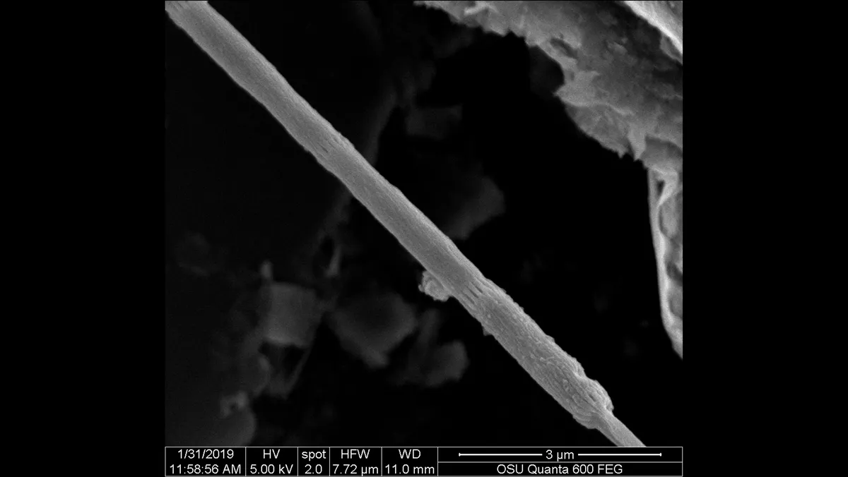 Imagem da Candidatus Electrothrix yaqonensis, nova bactéria condutora descoberta no Oregon -  (crédito: Universidade Estadual do Oregon)