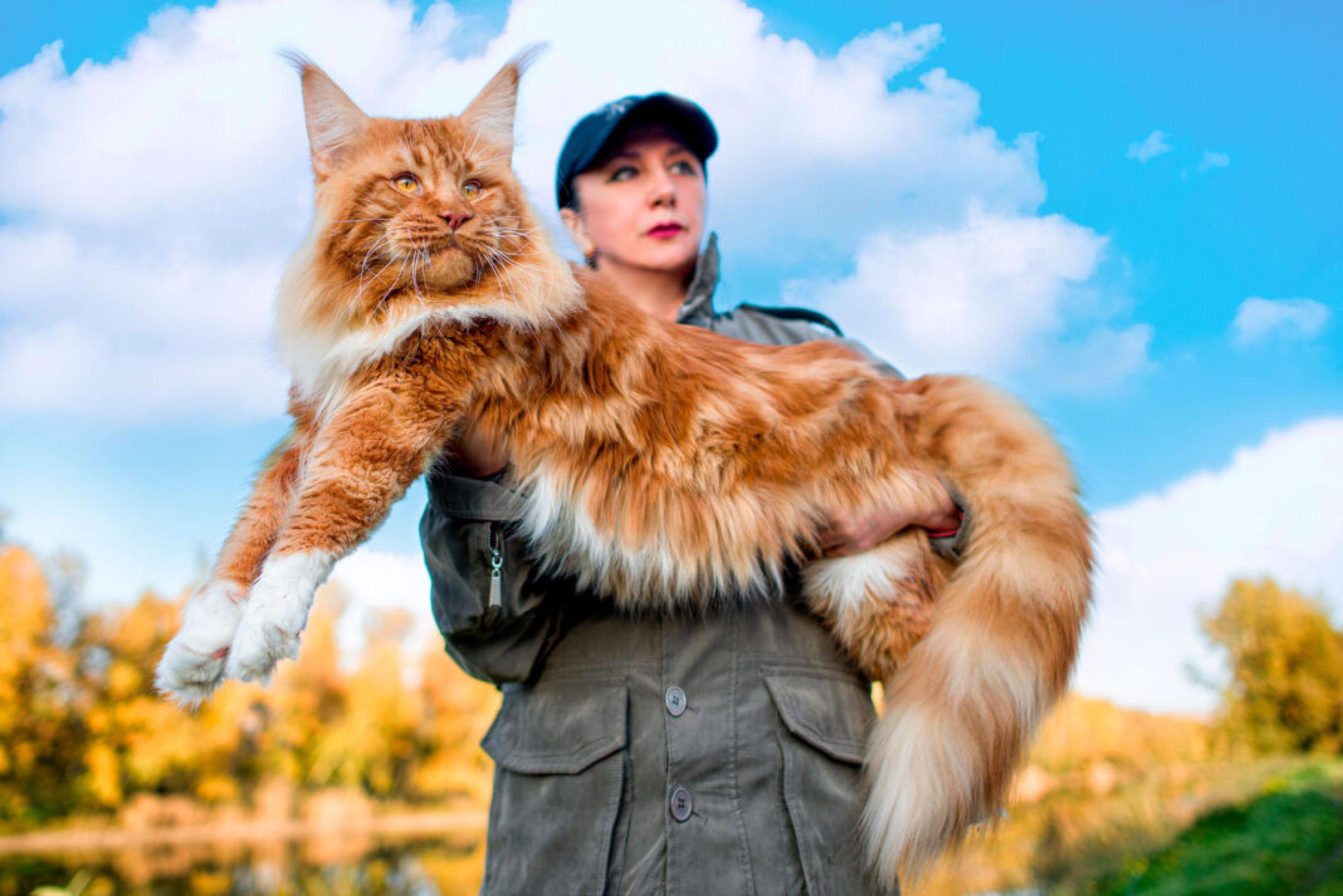 O rei dos gatos: conheça o imponente Maine Coon