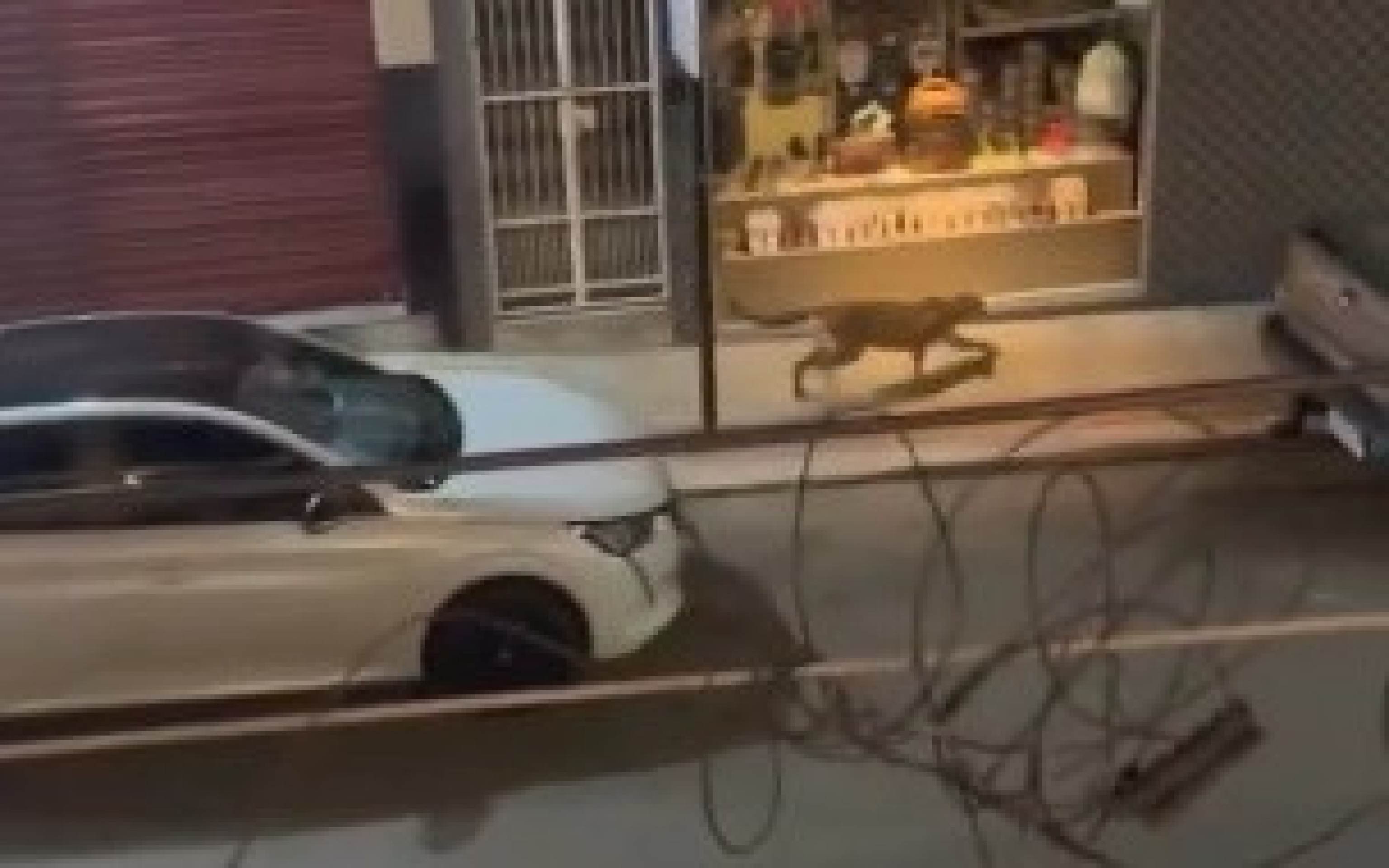 Onça caminha em avenida comercial do município de Iconha, no Espírito Santo