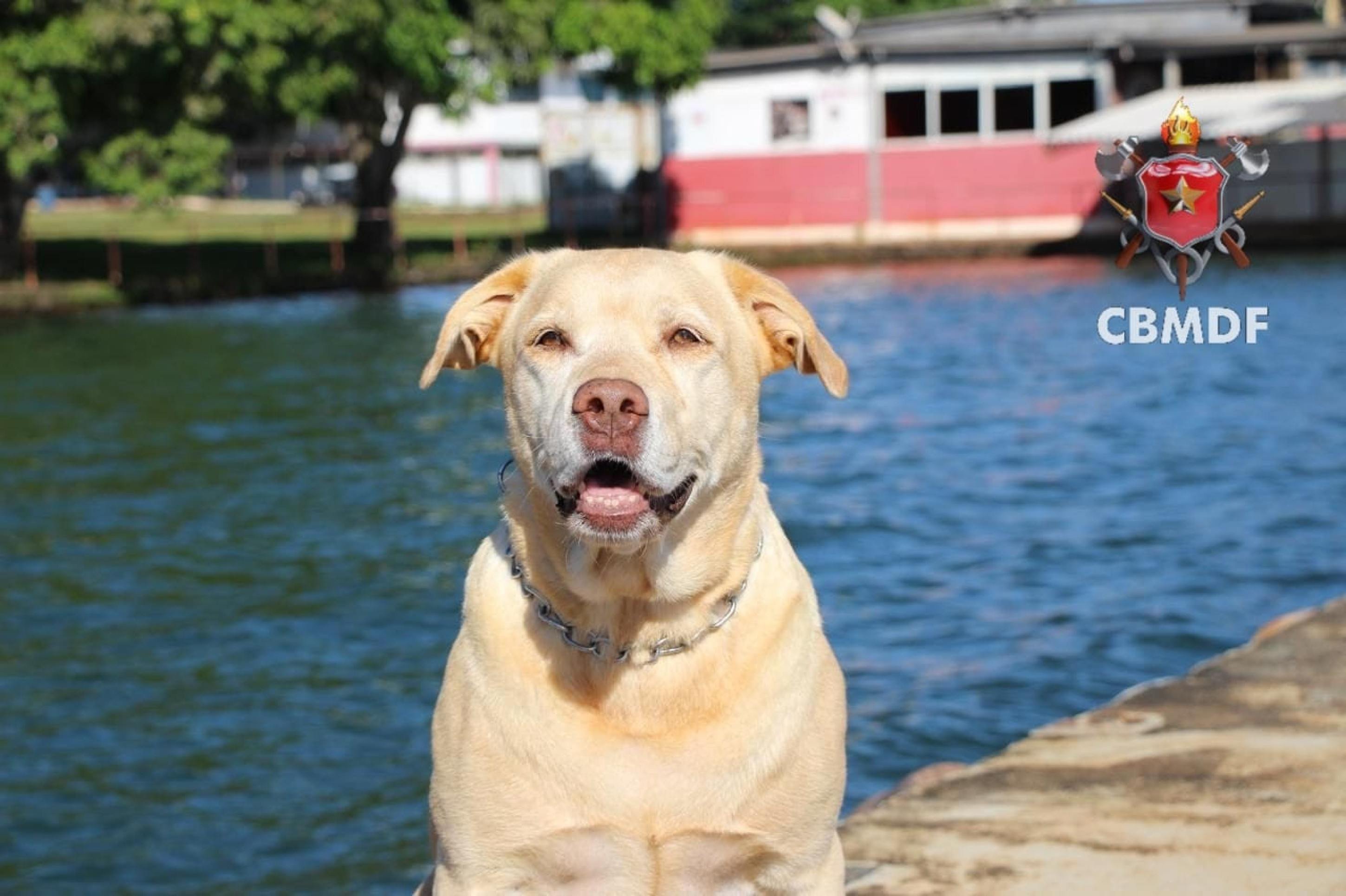 Morre Thor, cão herói do Corpo de Bombeiros que atuou em Brumadinho  