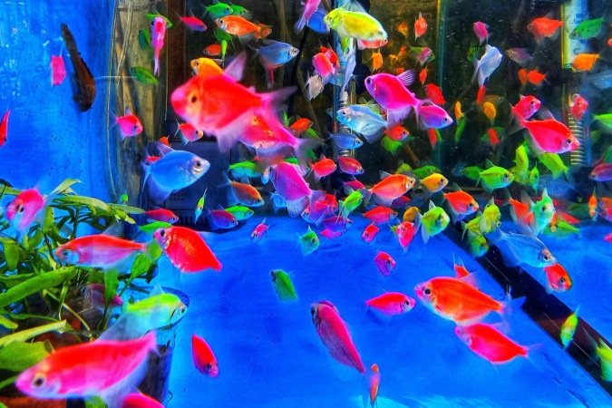 Yan Correa foi um dos autuados pelo Ibama por vender peixes fluorescentes - (crédito: Antonio Candido Aquarismo Brasil) Yan Correa foi um dos autuados pelo Ibama por vender peixes fluorescentes - (crédito: Antonio Candido Aquarismo Brasil)