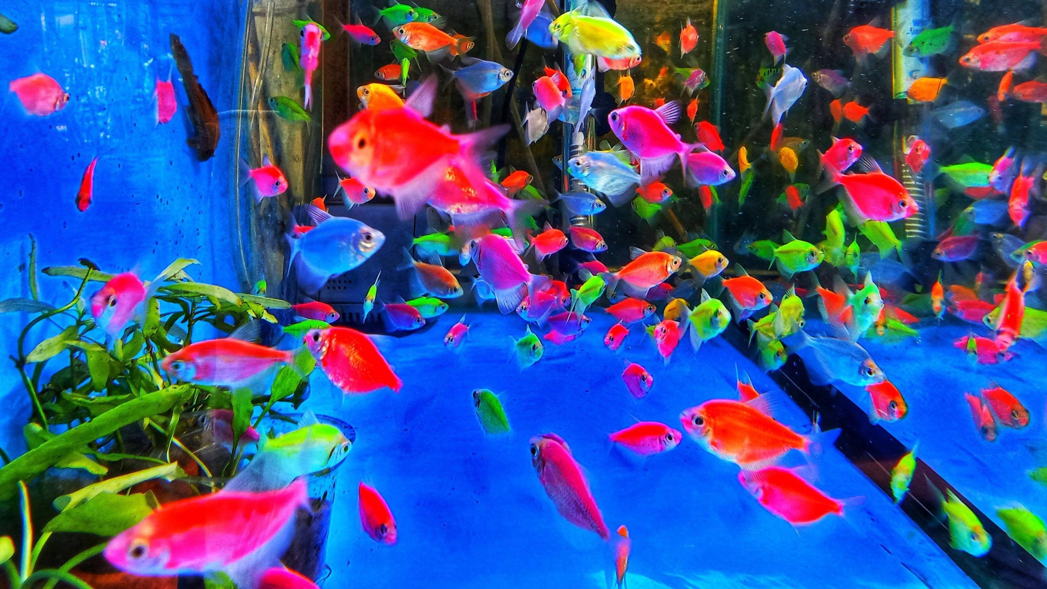 Yan Correa foi um dos autuados pelo Ibama por vender peixes fluorescentes -  (crédito: Antonio Candido Aquarismo Brasil)
