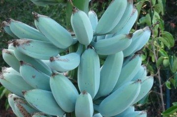 Com sabor de baunilha e consistência de sorvete, banana azul causa surpresa