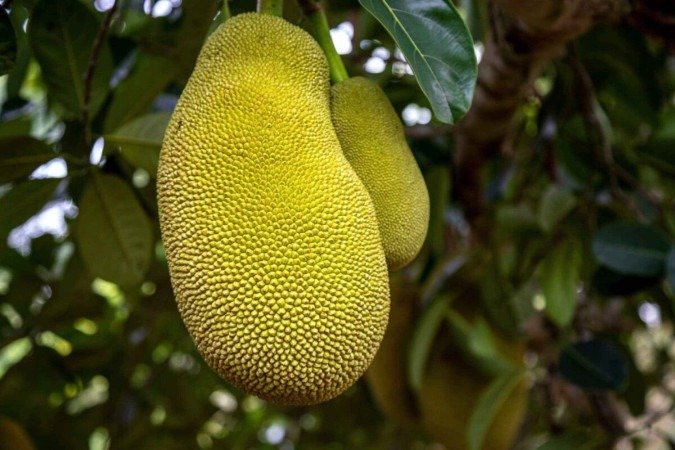 A jaca é rica em nutrientes que oferecem uma variedade de benefÃcios para à saúde (Imagem: Prokop Harazim | Shutterstock) - (crédito: EdiCase) A jaca é rica em nutrientes que oferecem uma variedade de benefÃcios para à saúde (Imagem: Prokop Harazim | Shutterstock) - (crédito: EdiCase)