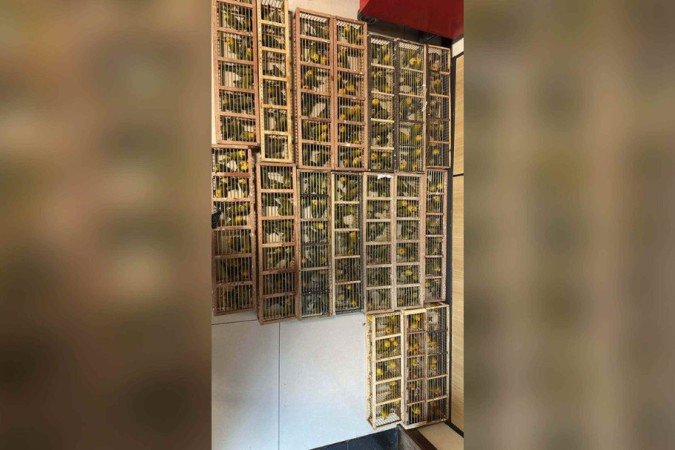 O homem detido foi encaminhado à Superintendência Regional da Polícia Federal, onde foi formalizada a prisão em flagrante - (crédito: Divulgação/Polícia Federal) O homem detido foi encaminhado à Superintendência Regional da Polícia Federal, onde foi formalizada a prisão em flagrante - (crédito: Divulgação/Polícia Federal)