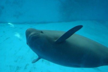 Exemplar da espécie é fotografado no Delfinário Baiji, do Instituto de Hidrobiologia da Academia Chinesa de Ciências -  (crédito: Wang Chaoqun)