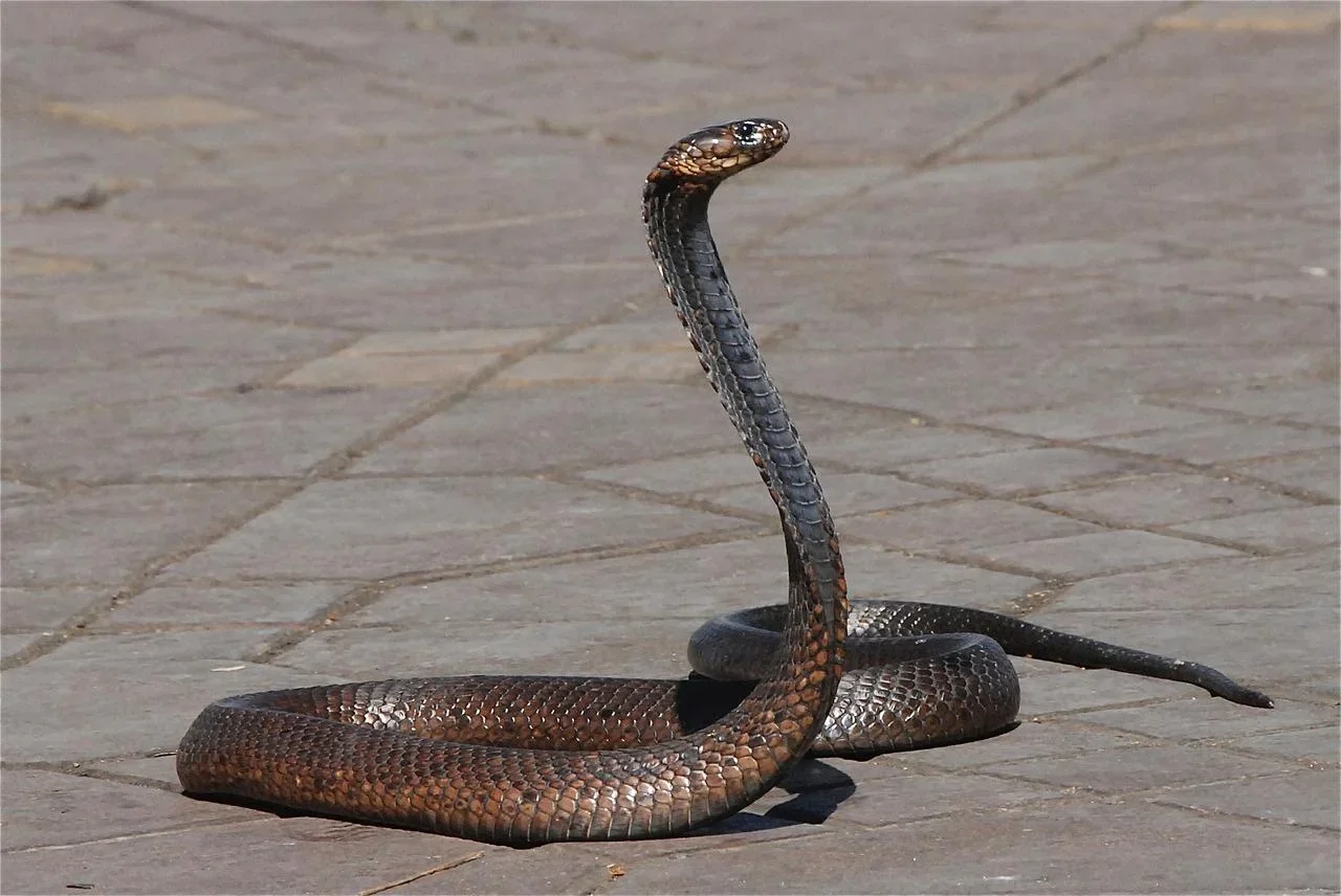 Em caso de picada de cobra, a ordem é correr para receber o quanto antes o soro antiofídico, um antídoto contra as toxinas produzidas pelas serpentes.  -  (crédito: pascal laurent pixabay)