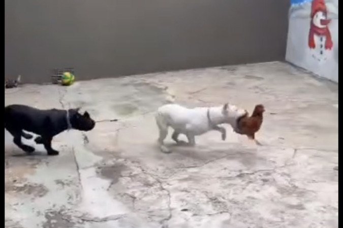 Vídeo dos animais se alimentando das galinhas foi publicado para mais de 800 mil seguidores nas redes sociais - (crédito: Reprodução/Redes sociais) Vídeo dos animais se alimentando das galinhas foi publicado para mais de 800 mil seguidores nas redes sociais - (crédito: Reprodução/Redes sociais)